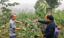 Lào Cai: Phát triển nông nghiệp theo hướng bền vững, đứng đầu về nông nghiệp hữu cơ