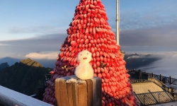 Sa Pa: Cây thông Noel khổng lồ làm từ củ cải đỏ trên đỉnh Fansipan