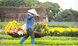 Hà Nội: Làng hoa ở quận Thanh Xuân tất bật thu hoạch phục vụ Tết Nguyên đán