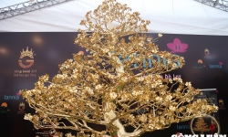 Hà Nội: Cây mai vàng 24k với giá bán gần 6 tỷ đồng tại gian hàng hoa Tết