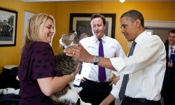 Chuyện vui quanh chú mèo nổi tiếng nhất Anh quốc