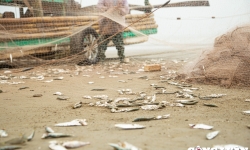 Thanh Hoá: Trúng mùa cá trích, ngư dân thu tiền triệu mỗi ngày