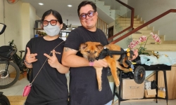 Cặp đôi chồng Tây vợ Việt vẽ tiếp sự sống cho chó mèo khuyết tật