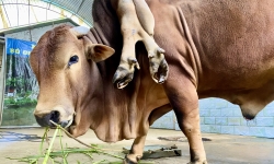 Độc lạ con bò có 6 chân 2 đuôi ở Thanh Hoá