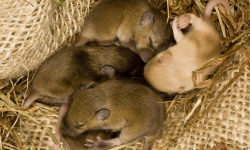 Các nhà khoa học tạo ra chuột từ hai con đực