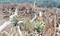 Đề nghị khởi tố vụ phá gần 6 ha rừng ở Quảng Bình