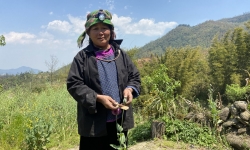 Lào Cai: Bắt giữ đối tượng trồng gần 2.000 cây thuốc phiện trái phép bán kiếm lời