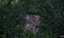 Nạn phá rừng vẫn tràn lan ở Brazil dưới thời Tổng thống Lula