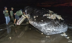 Ba con cá khổng lồ chết ở bãi biển của Indonesia chỉ trong một tháng