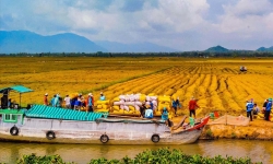 Nông nghiệp Đồng bằng sông Cửu Long: Gỡ “vòng kim cô” để “cất cánh”
