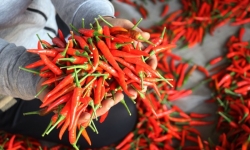 Thông tin Hàn Quốc cấm nhập khẩu sản phẩm ớt của Việt Nam là không đúng