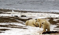 Mỹ hủy hợp đồng khai thác dầu khí ở Alaska để bảo vệ động vật hoang dã
