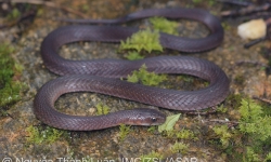 Lào Cai: Phát hiện loài rắn mới trên đỉnh núi Fansipan