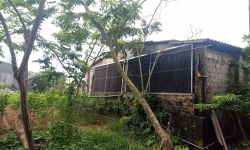 Hưng Yên: Cơ quan chức năng vào cuộc xử lý trang trại nuôi lợn gây ô nhiễm