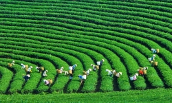 Việt Nam hướng tới “phát triển xanh”, “kinh tế xanh”: Đường mới phải đi!