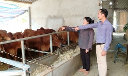 Huyện Yên Sơn (Tuyên Quang) nỗ lực giảm nghèo bền vững
