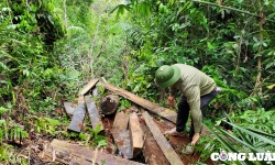'Máu rừng' vẫn chảy ở xứ Thanh: Xử phạt 2 đối tượng phá rừng