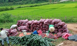 Điện Biên: Dự án 3 đã ‘bén rễ’ ở huyện Mường Chà