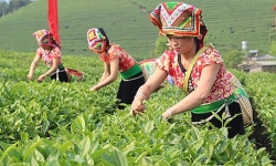 Thái Nguyên quy định định mức đất sản xuất đối với hộ dân tộc thiểu số nghèo