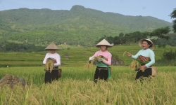Hơn 14.000 hộ gia đình dân tộc thiểu số ở Thanh Hoá thiếu đất sản xuất