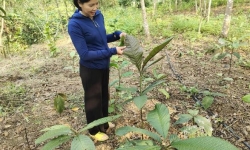 Mô hình trồng dược liệu dưới tán rừng ngày càng phát huy hiệu quả
