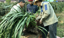 Hàng vạn chậu hoa địa lan Sa Pa đã xuống phố đón Tết