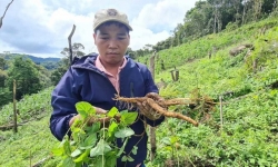 Quảng Nam: Huyện Tây Giang phát triển mô hình liên kết trồng cây dược liệu