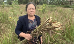 Công ty dược liệu Trương Dương thất hứa khiến hàng chục ha cây sả lụi tàn ở Hà Tĩnh
