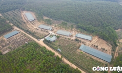 Tam Nông (Phú Thọ): Hàng loạt thành viên Hợp tác xã Lam Sơn hoạt động trang trại trái phép trên đất nông nghiệp