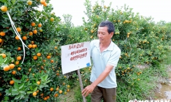 Làng trồng quất lớn nhất Thanh Hoá sẵn sàng cho vụ Tết