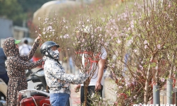 Hà Nội: Nhộn nhịp người mua hoa đào về chơi Tết sớm