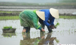 Nghệ An: Nông dân chân tay trần, lội ruộng cấy lúa trong mưa, rét