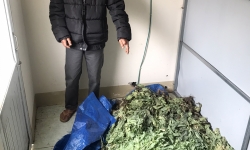 Gia Lai: Phát hiện người đàn ông trồng gần 500 cây thuốc phiện trong vườn