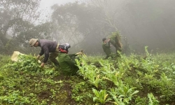 Lào Cai: Phát hiện, triệt phá  hơn 500 cây thuốc phiện trồng trái phép giữa rừng sâu