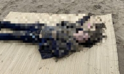 Tìm tung tích thi thể nữ giới trôi dạt vào bờ biển Hà Tĩnh
