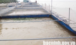 Tổng sản lượng thủy sản toàn tỉnh Bắc Ninh ước đạt 9.957 tấn, tăng 1,3% so với cùng kỳ