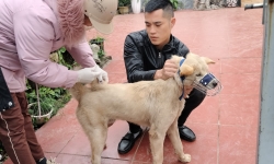 Quảng Ninh: Xã Dực Yên (Đầm Hà), trên 85% chó mèo được tiêm phòng sau vụ một con chó bị bệnh dại cắn 14 người