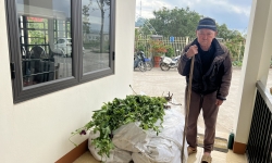 Phát hiện nhiều cây thuốc phiện trồng trong vườn nhà của người đàn ông hơn 80 tuổi ở Sa Pa