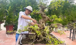 1.000 tác phẩm cây nghệ thuật, bonsai tại Triển lãm Sinh vật cảnh các tỉnh đồng bằng sông Hồng mở rộng năm 2024