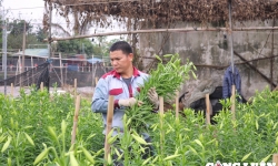 Dân trồng hoa loa kèn ngoại thành Hà Nội tất bật vào vụ thu hoạch