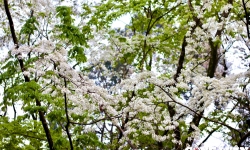 Hà Nội đẹp lộng lẫy nhờ sắc trắng tinh khôi của hoa sưa