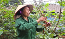 Dân ngoại thành Hà Nội lợi nhuận tiền triệu mỗi ngày từ việc trồng dâu tằm