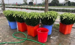 Hoa loa kèn đầu mùa xuống phố hút tín đồ yêu hoa tại Hà Nội