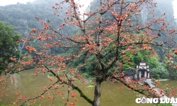 Rực rỡ sắc hoa gạo bên mái chùa cổ ở Ninh Bình