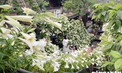 Độc đáo điểm check-in giữa thủ đô với 5.000 bông hoa loa kèn trắng tinh khôi