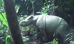 Phát hiện tê giác Java con quý hiếm ở Indonesia