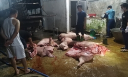 Phát hiện 1,1 tấn thịt nhiễm dịch tả lợn châu Phi tại Thái Nguyên, chủ hàng chỉ bị phạt 7 triệu đồng