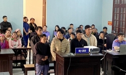 Lào Cai: Khai thác gỗ trái phép trong vườn quốc gia, 5 đối tượng bị phạt tù