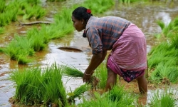 Giá gạo Ấn Độ giảm xuống mức thấp gần 3 tháng