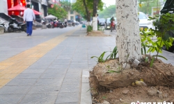 Hà Nội: Hàng loạt cây xanh trồi rễ “lộ thiên”, có nguy cơ gãy đổ trong mùa mưa bão